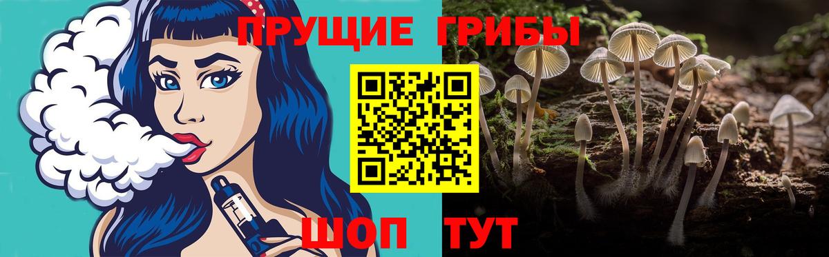 Псилоцибиновые грибы Psilocybe Свободный